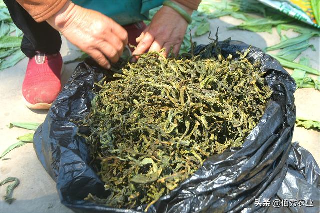 四川的贡菜是什么菜，贡菜是四川特产吗（农村“夕阳红”蔬菜）