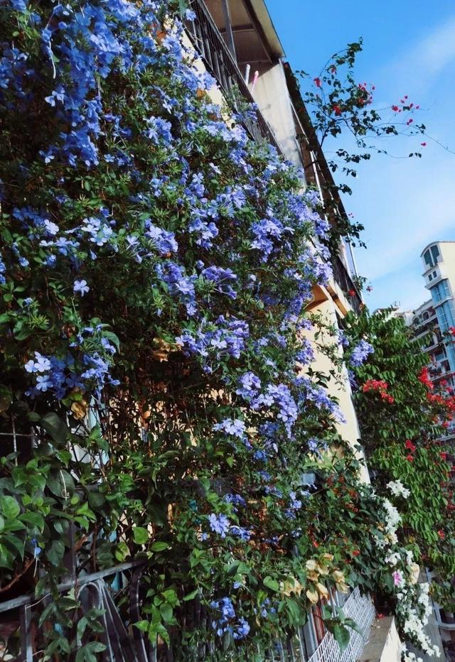 类似爬山虎的植物有哪些，除了爬山虎还有什么植物（7种超强繁育能力爬墙花）