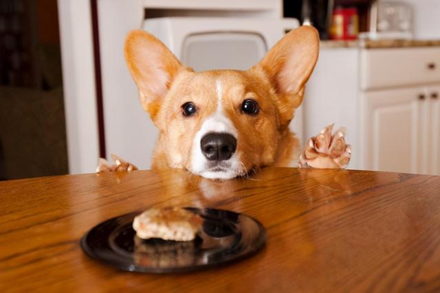 狗狗不能吃的水果，狗狗不能吃的水果有哪些（这6种水果可“致命”）