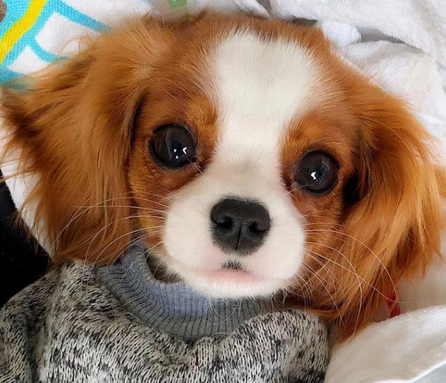 狗种类大全及名称，狗狗品种名称大全（“超可爱”的8种狗）