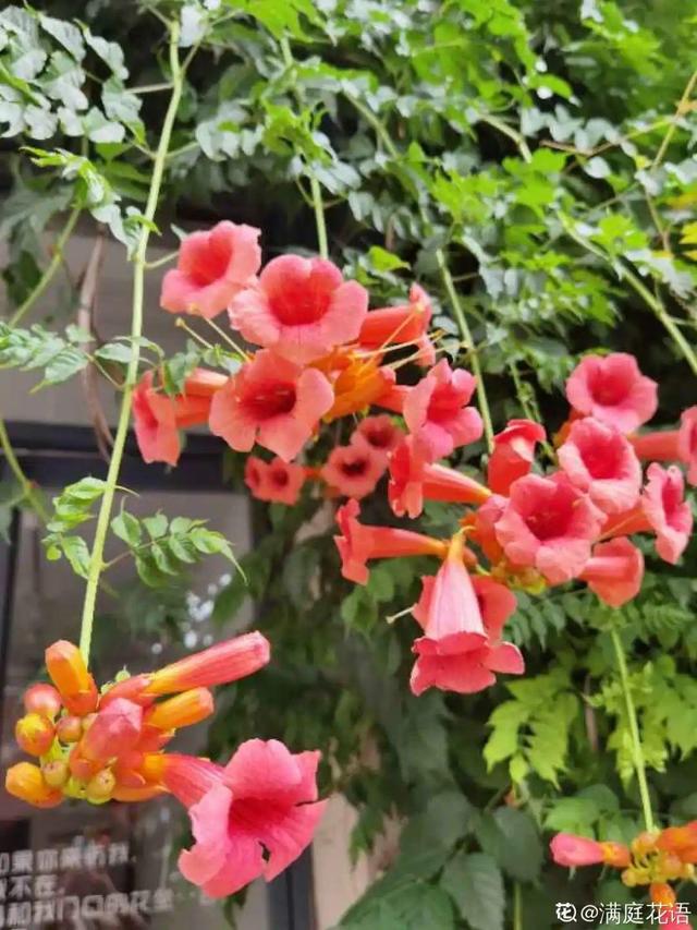 30种适合懒人养的花夏季，蹭蹭疯长、爆盆