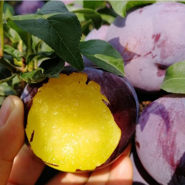 黑布林是李子吗，黑布林和李子是一种水果吗（黑布林和黑宝石李你能分辨出来吗）