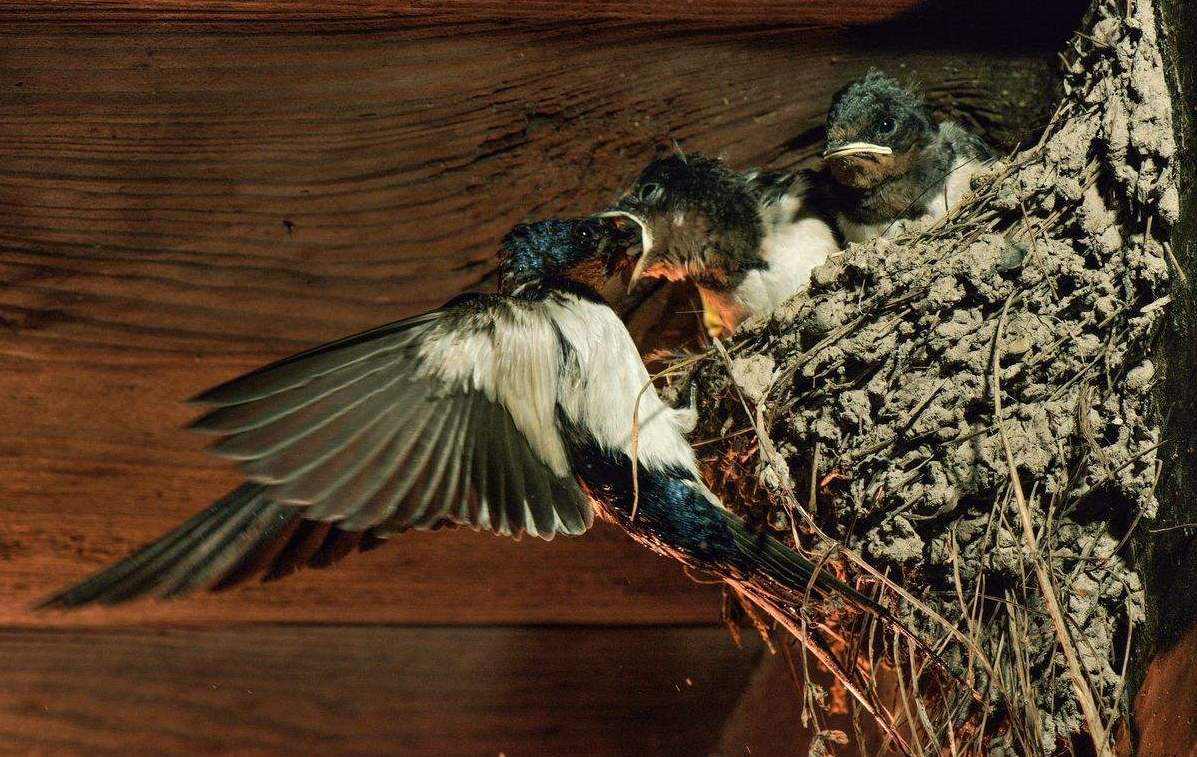 还有什么鸟儿要飞回南方过冬,我国燕子每年要飞往南方过冬-算卦-荣耀