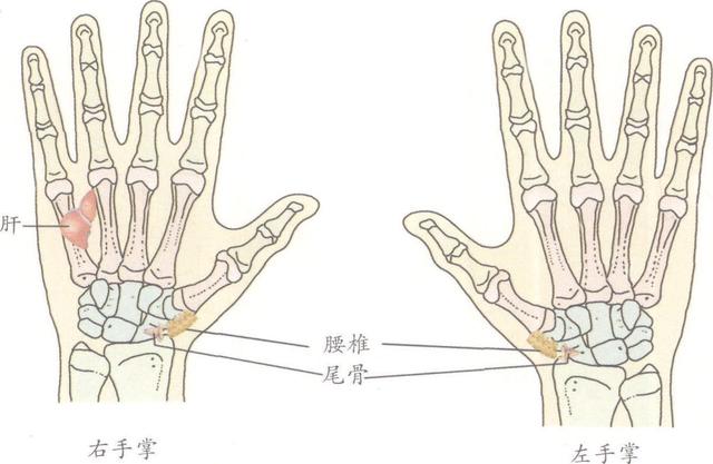 什么是lasegue征，试述lasegue征的检查方法及临床意义（按这几个手足反射区有效果）