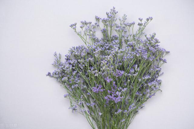 郁金香花语和寓意，你们知道这些花的花语吗（黄色郁金香花语和寓意）