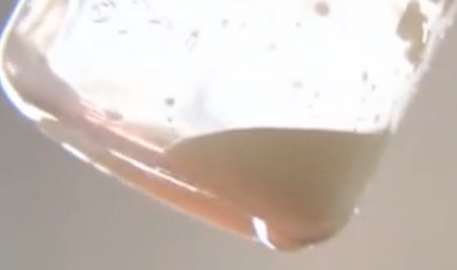 猪奶部位的肉可以吃吗，猪乳肉可以吃吗（能喝吗？你们要的猪奶来了）