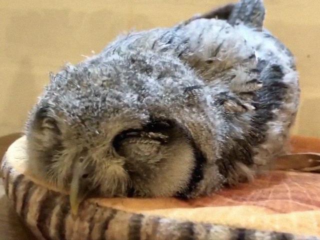 猫头鹰怎么睡觉,猫头鹰是怎样睡觉(18个"小猫头鹰睡姿"萌出新高度)
