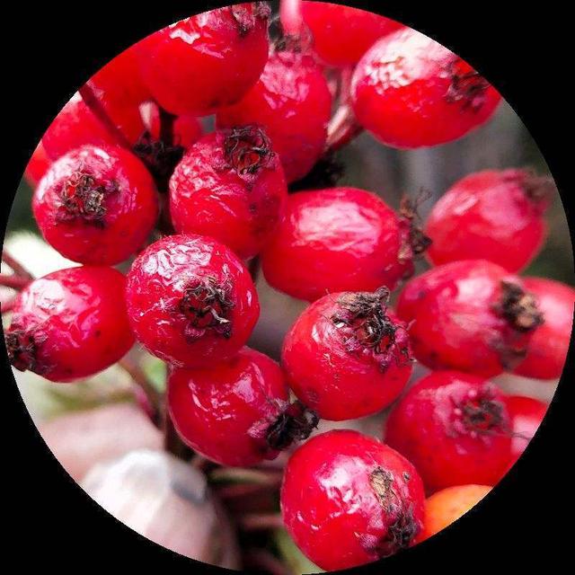 新鲜山楂的吃法，新鲜山楂的吃法和禁忌（山楂还可以这样吃）