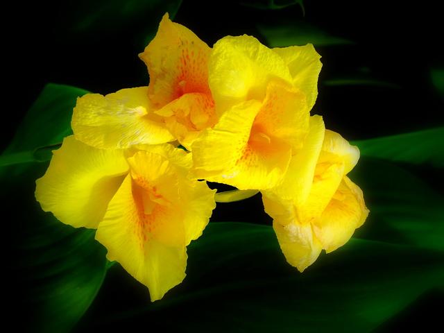 美人蕉花语，养殖做好这几点（美人蕉花语是什么意思）