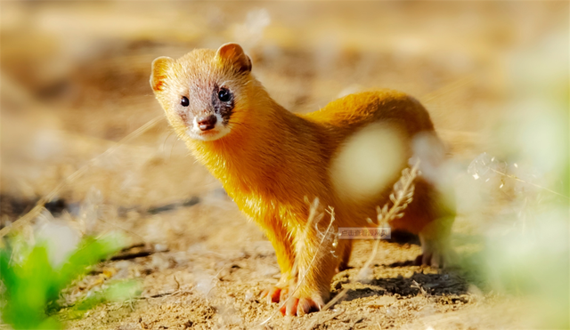 黄鼬是什么动物，黄鼠狼最怕三种克星（黄鼠狼全身是宝，为何无人敢养）