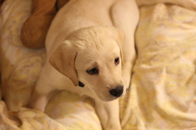 什么狗聪明听话又好养,什么狗乖又听话又聪明又好养(还很会照顾人的"5