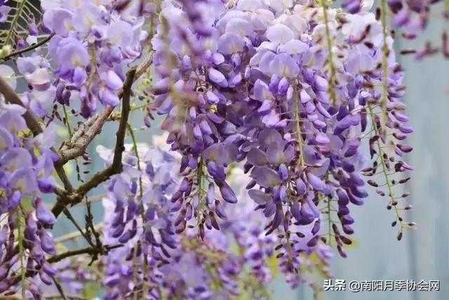 醉西施海棠花什么时候开,醉西施海棠几年开花(为何大地宠柳娇花)