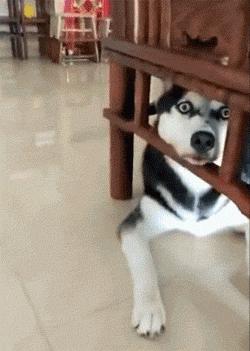 二椅子是什么意思啊，二椅子是什么意思（北京人过得讲究）