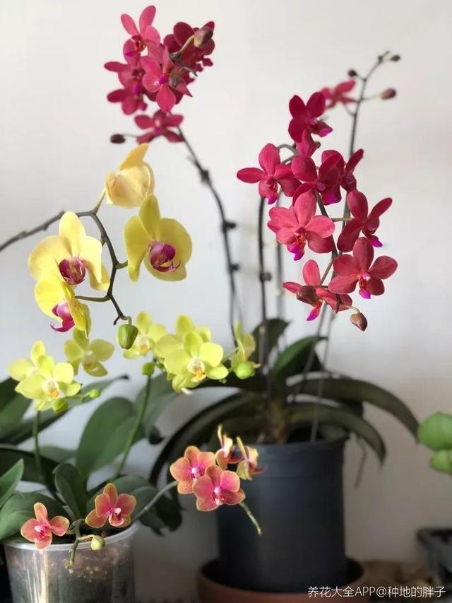 蝴蝶兰的养殖方法和注意事项，蝴蝶兰的养殖方法及注意事项大全（蝴蝶兰想养好很容易）