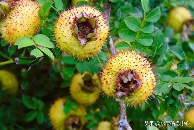 醋柳果的功效与作用，醋柳果的功效与作用及禁忌（国内有哪些小众特色水果）