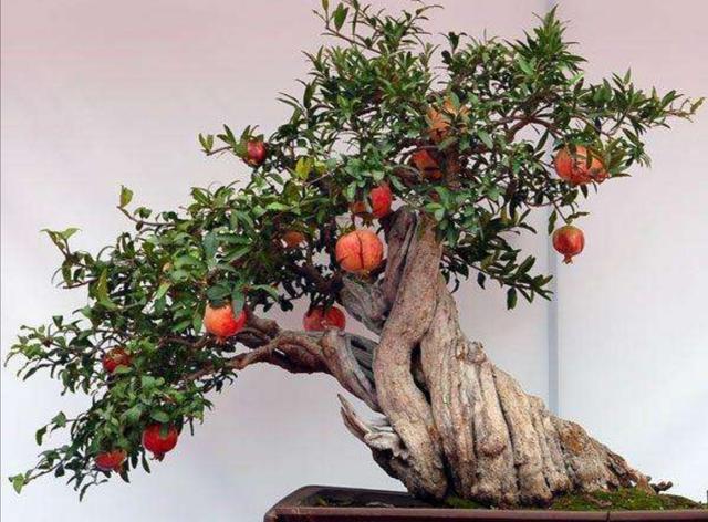 石榴盆景的养护,石榴盆景的养护和施肥(石榴养成漂亮的盆景)
