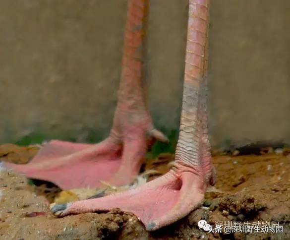 火烈鸟为什么是红色的，火烈鸟为什么是红色（火烈鸟身上的“十万个为什么”）