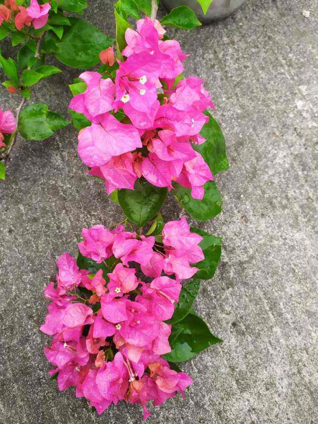 夜来香的味道有毒吗，夜来香有毒吗（这花一到晚上就很香）