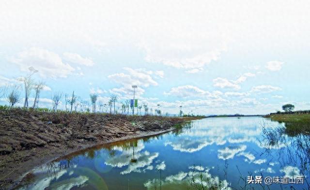 山西山阴湿地重现桑地奇观