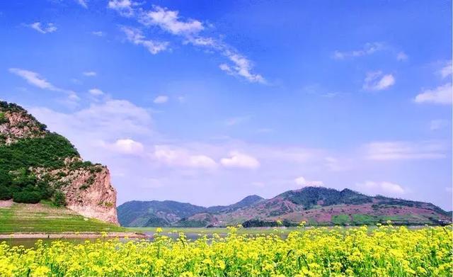 油菜花开的季节，适合家庭室内养的花与绿植（2019年全国油菜花开放时间表）
