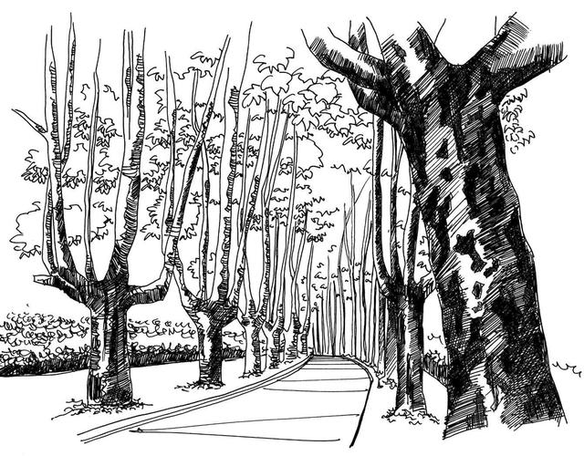 小树简笔画怎么画，小树的简笔画怎么画（教你三种常见树木画法）