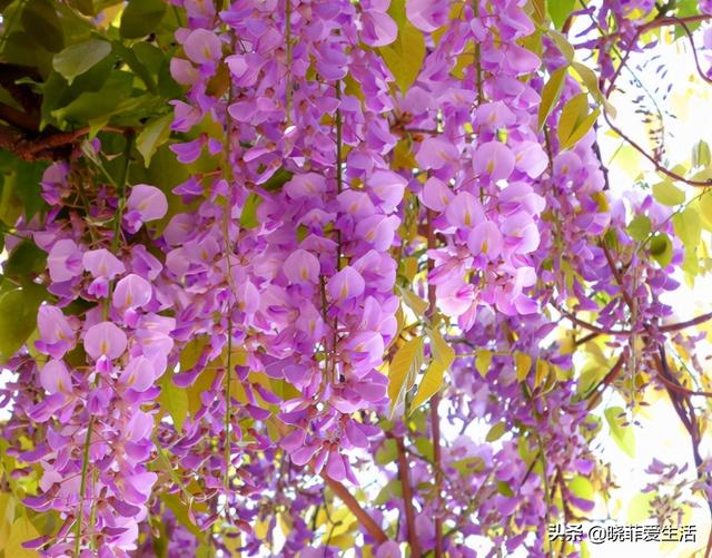 辟谣绣球花有毒，绣球花有毒吗（家里有老人、小孩、孕妇或宠物）