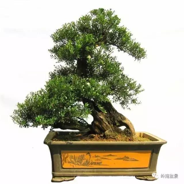 赤楠,一组赤楠盆景作品欣赏(赤楠盆景的养殖方法和注意事项)