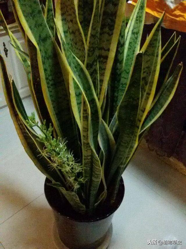 虎皮兰适合放在家里什么位置，虎皮兰摆放的最佳位置（虎皮兰吸收甲醛作用不大）