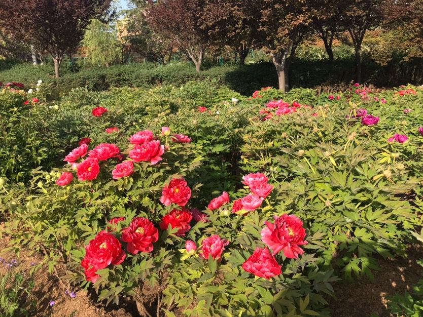 城市的市花有哪些花，关于全国各城市市花及意义