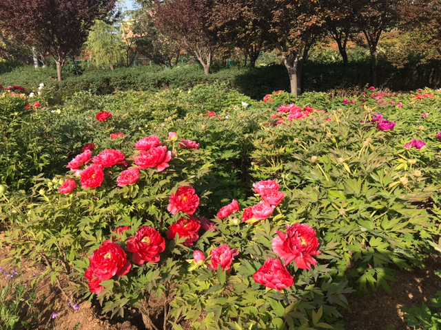 南京的市花是什么，江苏各区市花（你听过几个）