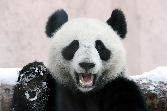 海狸是哪个国家的国宝，海狸是哪个国家的国宝的寿命（在加拿大寻找身价过亿美元的动物）