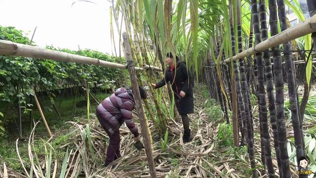 小伙带你看四种品种的甘蔗，黄皮甘蔗和黑皮甘蔗哪个长得高