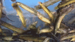 泥鳅豆腐汤怎么做，泥鳅豆腐汤怎么做汤白（广东的内行人都吃它）