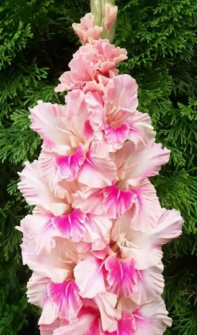 世界上有多少种花，世界上有多少种花?分别是什么（100幅美丽的花儿，赏心悦目）