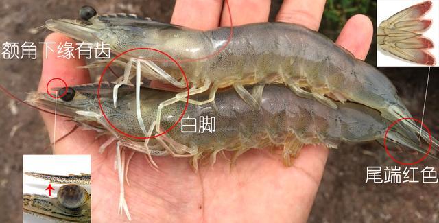 北极甜虾和普通虾的品种区别，如何鉴别对虾、罗氏虾、北极甜虾……一文解决“虾”认识