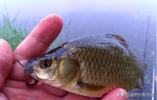 免费垂钓技巧视频教程大全：从新手到高手的实用钓鱼方法全解析