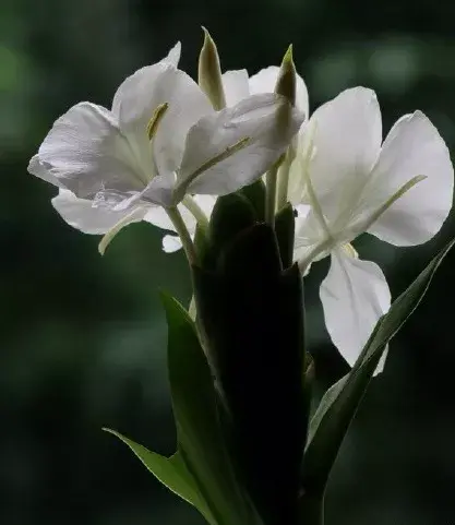 茉莉花的功效，茉莉花的功效与作用泡水喝的功效（因为它气机清灵啊）