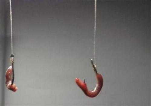 钓鲫鱼用几号线和几号钩最合适，钓鲫鱼用什么鱼饵最好（才能钩型、大小都合适）