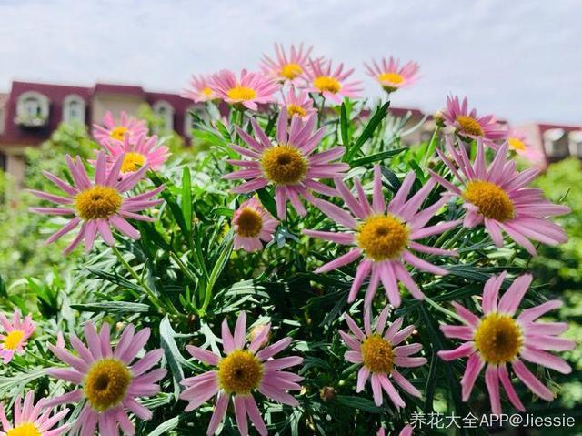 瑪格麗特花,新手也能養成