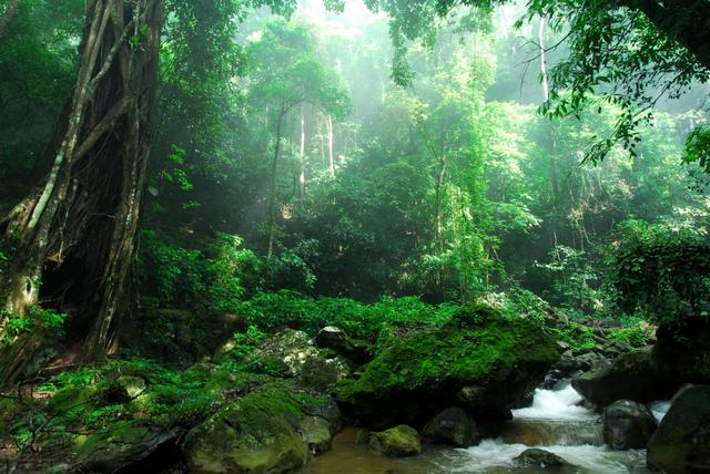 热带雨林植物的名称，热带雨林的植物种类（热带雨林的代表植物）