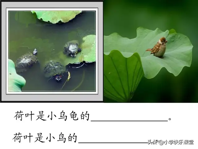 一什么荷叶一什么凉伞，荷叶是小雨的凉伞（小学部编版一年级下册语文课文13《荷叶圆圆》图文解读+知识点）