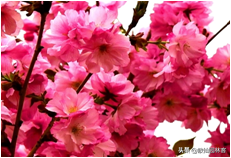中国樱花有几个品种，中国樱花树品种（这81种樱花）