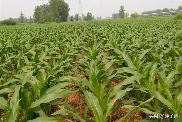 墨西哥玉米草缺点，墨西哥玉米草种植管理技术（墨西哥玉米草亩产3万公斤）