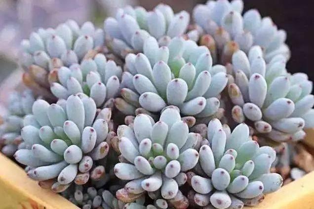 多肉蓝豆怎么养，多肉蓝豆怎么养爆盆（都说“豆豆系”多肉养护难度系数高）