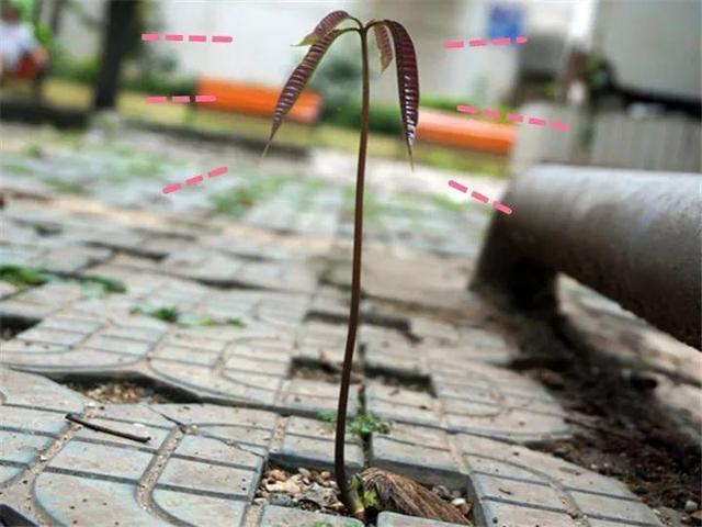 芒果种子怎么种，一个夏天就能长成小树苗