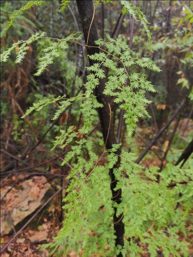 海金沙，常用中药--海金沙（海金沙治结石怎么服用）