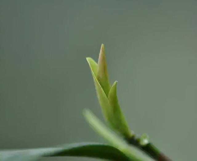 顾渚紫笋的功效和作用，顾渚紫笋冲泡方法（▏浙江历史上的两大贡茶）