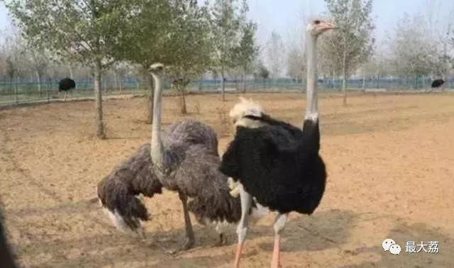 大荔县美食，大荔县美食图片（大荔不可错过的美食、美景）