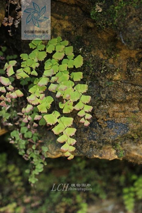 肺心草的功效与作用，肺形草的功效与作用及禁忌（利水通淋。治肺热咳嗽、尿路感染）