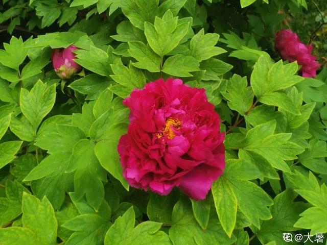 各种花的开放时间，各种花的开放时间是什么（2021赏花日历）